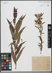 Foto von Salix undulata Ehrh.